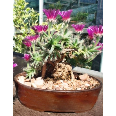 TRICHODIADEMA densum "Africká bonsai"  10 semen