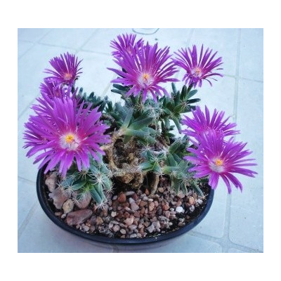 TRICHODIADEMA densum "Africká bonsai"  10 semen