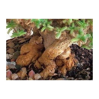 TRICHODIADEMA densum "Africká bonsai"  10 semen