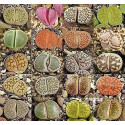 LITHOPS Mix "Živé kameny" 15 semen
