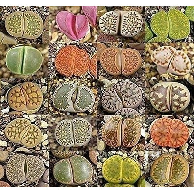 LITHOPS Mix "Živé kameny" 15 semen