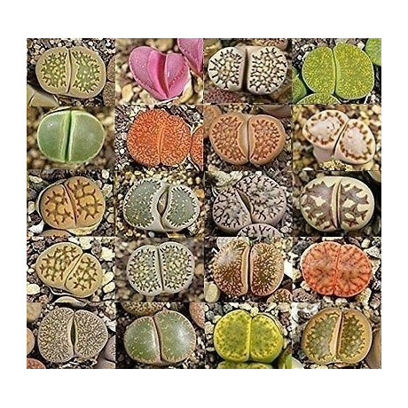 LITHOPS Mix "Živé kameny" 15 semen