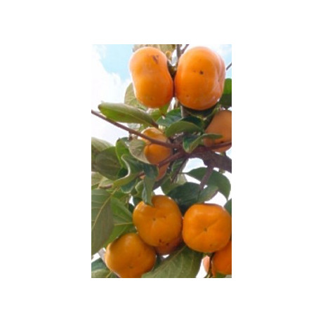 DIOSPYROS kaki "Kaki" 5 semen