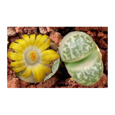 LITHOPS herrei C.213 "Živé kameny" 10 semen   