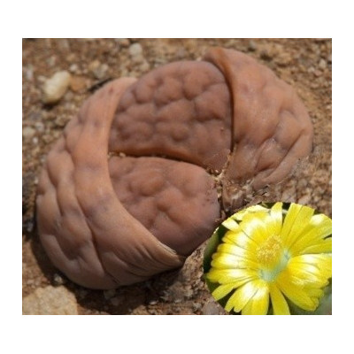 LITHOPS karasmontana ssp. karasmontana C.223 "Živé kameny" 10 semen   