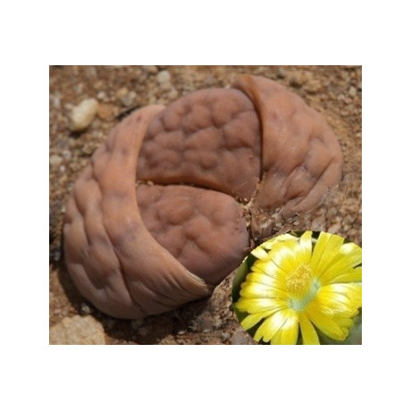 LITHOPS karasmontana ssp. karasmontana C.223 "Živé kameny" 10 semen   
