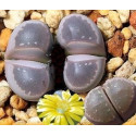 LITHOPS olivacea v. nebrownii C.403 "Živé kameny" 10 semen