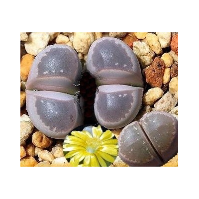 LITHOPS olivacea v. nebrownii C.403 "Živé kameny" 10 semen
