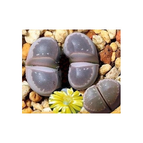 LITHOPS olivacea v. nebrownii C.403 "Živé kameny" 10 semen