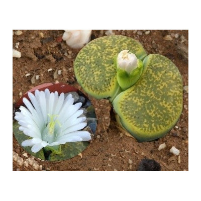 LITHOPS lesliei var. Albinica C.036a "Živé kameny" 10 semen