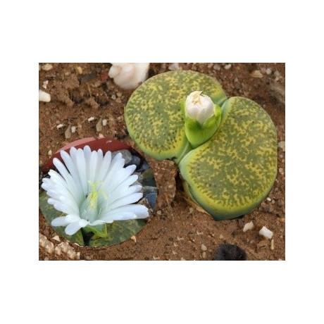 LITHOPS lesliei var. Albinica C.036a "Živé kameny" 10 semen