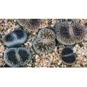 LITHOPS lesliei ssp. lesliei var. venteri "Živé kameny" 10 semen  