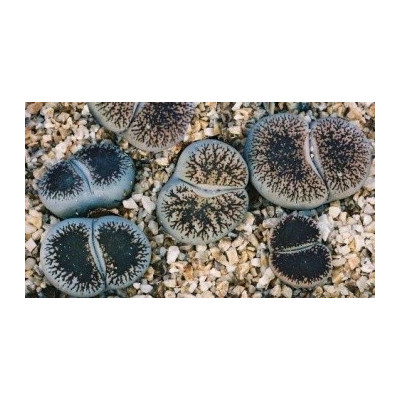 LITHOPS lesliei ssp. lesliei var. venteri "Živé kameny" 10 semen  