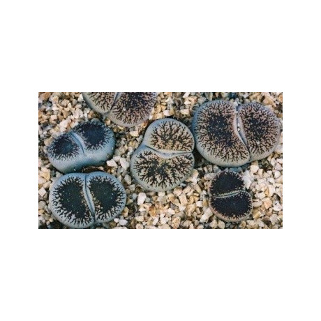LITHOPS lesliei ssp. lesliei var. venteri "Živé kameny" 10 semen  