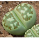 LITHOPS dorotheae C.124 "Živé kameny" 10 semen 