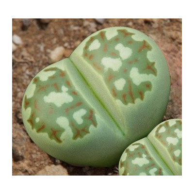 LITHOPS dorotheae C.124 "Živé kameny" 10 semen 