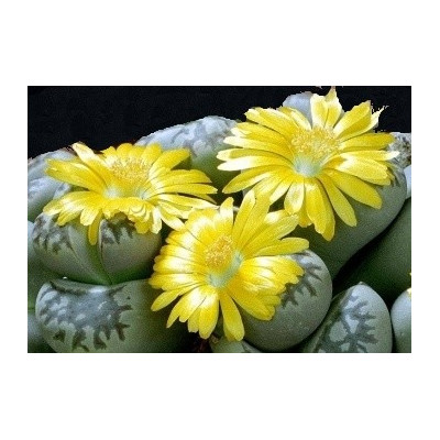 LITHOPS dorotheae C.124 "Živé kameny" 10 semen 