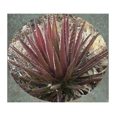 AGAVE kerchovei Huajuapan Red 4 semena