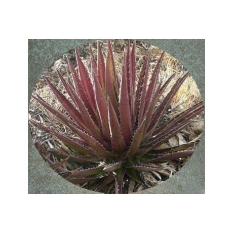 AGAVE kerchovei Huajuapan Red 4 semena