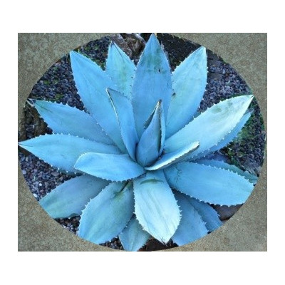 AGAVE titanota Blue 4 semena