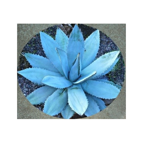 AGAVE titanota Blue 4 semena