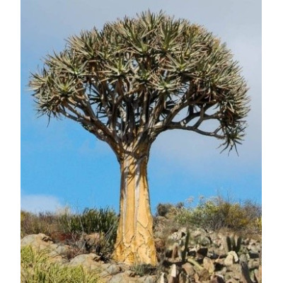 ALOE dichotoma (Aloidendron dichotomum) 4 semena