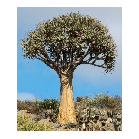 ALOE dichotoma (Aloidendron dichotomum) 4 semena