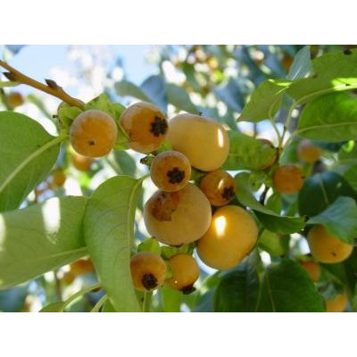 DIOSPYROS lotus "Date Plum"  5 semen