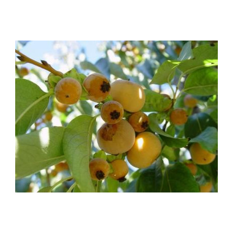 DIOSPYROS lotus "Date Plum"  5 semen