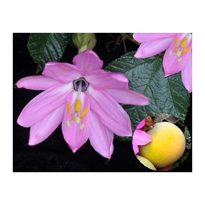 PASSIFLORA coactilis 4 semena