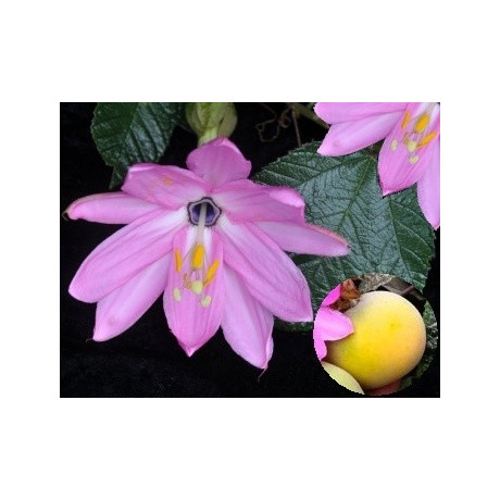 PASSIFLORA coactilis 4 semena