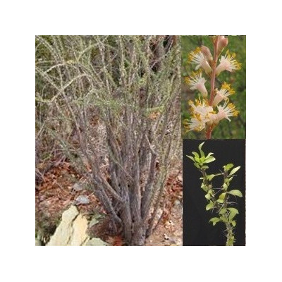 FOUQUIERIA burragei Pink 3 semena