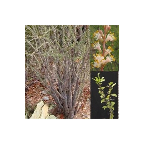 FOUQUIERIA burragei Pink 3 semena