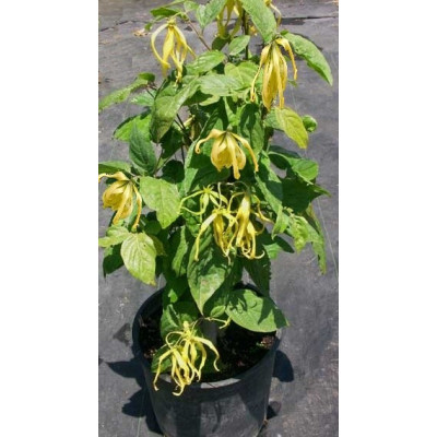 CANANGA odorata var. fruticosa "Zakrslá Ylang-Ylang" 3 semena  