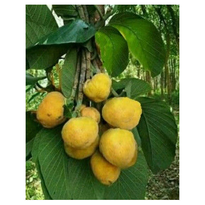 ARTOCARPUS lacucha 3 semena