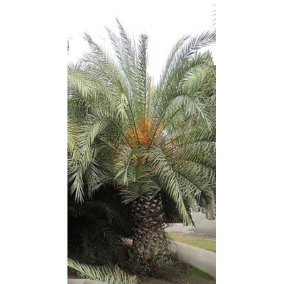 PHOENIX theophrasti "Krétská datlová palma" 3 semena