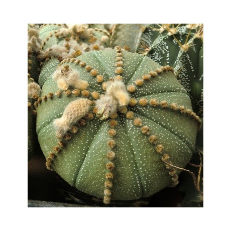 ASTROPHYTUM asterias 10 semen