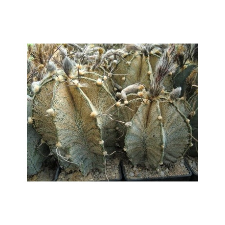 ASTROPHYTUM capricorne v. minor 10 semen