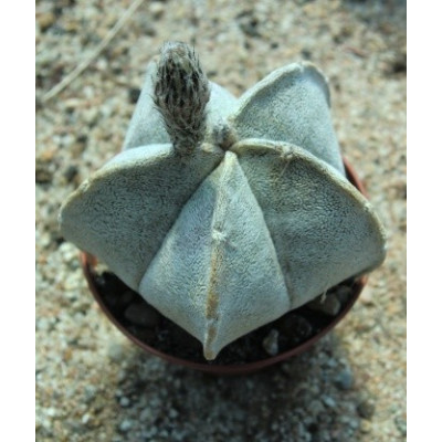 ASTROPHYTUM coahuilense "Biskupská čepice" 15 semen