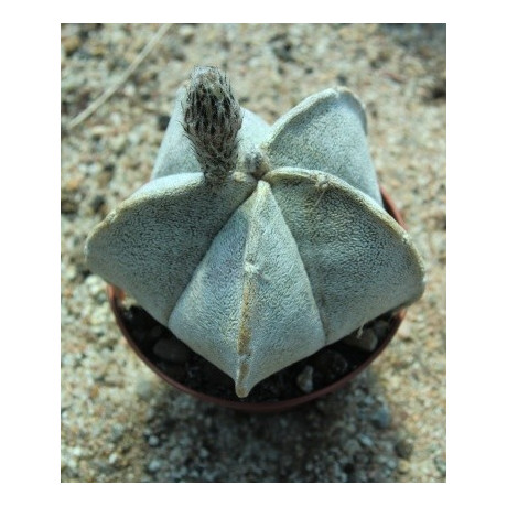 ASTROPHYTUM coahuilense "Biskupská čepice" 15 semen