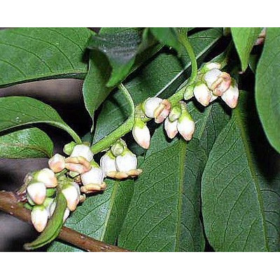 DIOSPYROS lotus "Date Plum"  5 semen