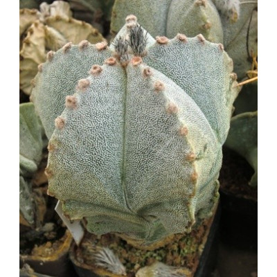 ASTROPHYTUM myriostigma 10 semen