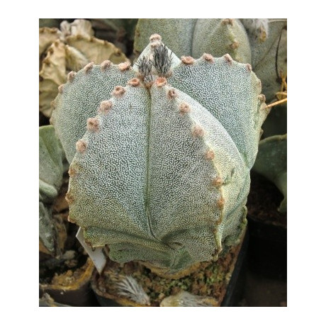 ASTROPHYTUM myriostigma 10 semen