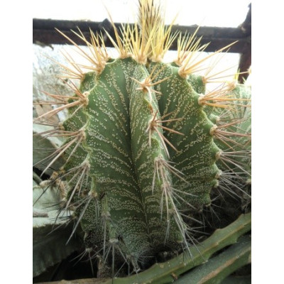 ASTROPHYTUM ornatum 15 semen