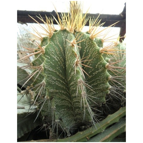 ASTROPHYTUM ornatum 15 semen