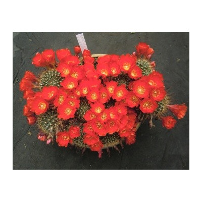 AYLOSTERA kupperiana 30 semen