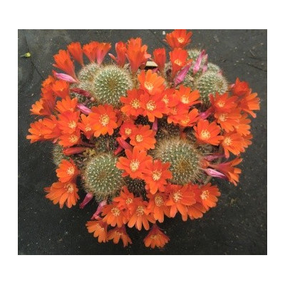 AYLOSTERA sp. Köhres 20 semen