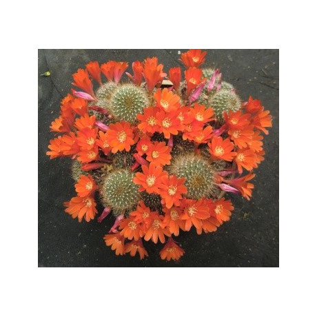 AYLOSTERA sp. Köhres 20 semen