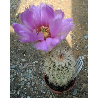 ECHINOCEREUS baileyi 15 semen