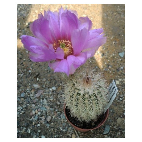 ECHINOCEREUS baileyi 15 semen